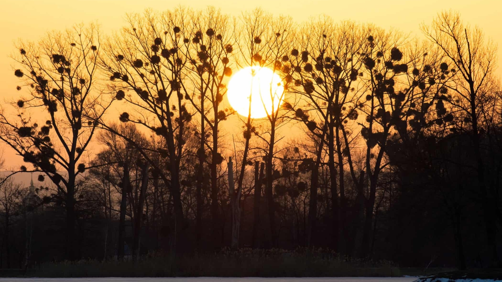 Bright yellow setting sun behind black bate trees.